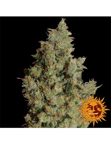 Tangerine Dream x1 - Barney´s Farm