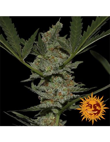 Acapulco Gold x1 - Barney´s Farm