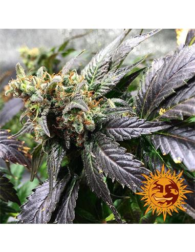 Amnesia Lemon x1 - Barney´s Farm