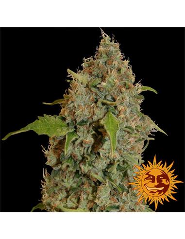 Chronic Thunder x1 - Barney´s Farm