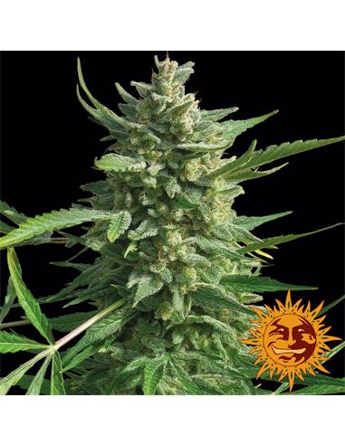 Critical Kush x1 - Barney´s Farm