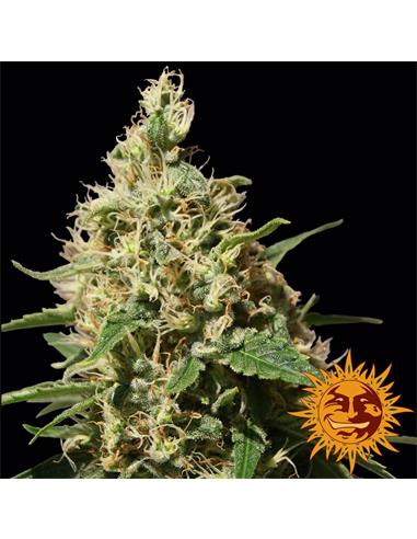 Peppermint Kush x1 - Barney´s Farm