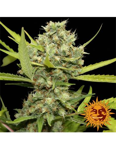 Pineapple Chunk x1 - Barney´s Farm