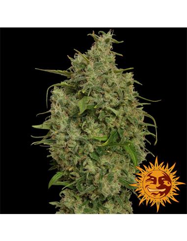 Sweet Tooth x1 - Barney´s Farm