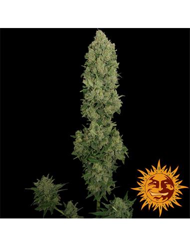 Auto NYC Diesel x1 - Barney´s Farm