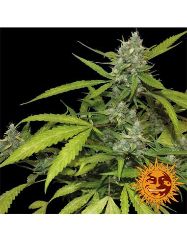 Auto Sweet Tooth x1 - Barney´s Farm