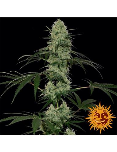 Auto Tangerine Dream x3 - Barney´s Farm