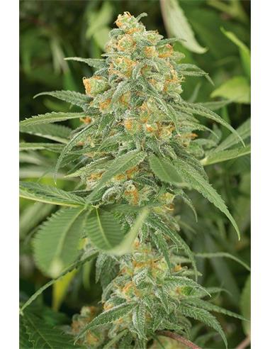 Green Crack X3 - Humboldt Seeds