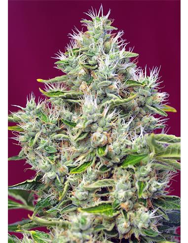 San Fernando Lemon Kush X3 - Sweet Seeds