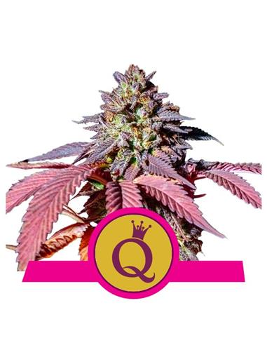 Purple Queen X3 - Royal Queen Seeds