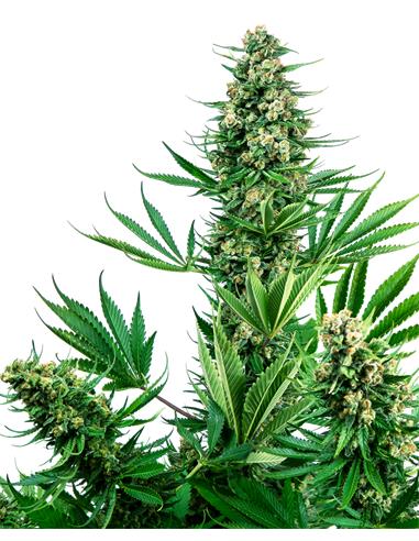 Sensi #741  x3 (Sour Diesel x Afghani)