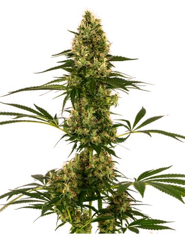 Auto Sensi #119  X3 (Blueberry x Skunk #1)