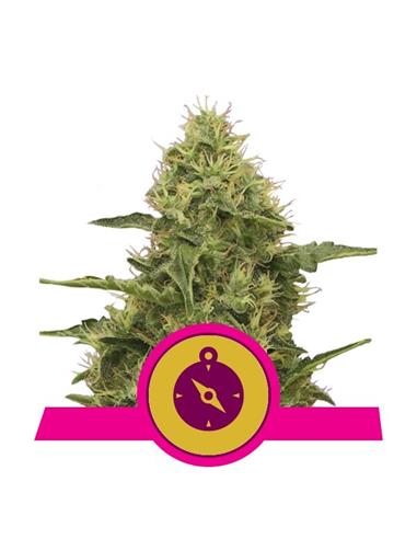 Northern Light  X1 - Royal Queen Seeds