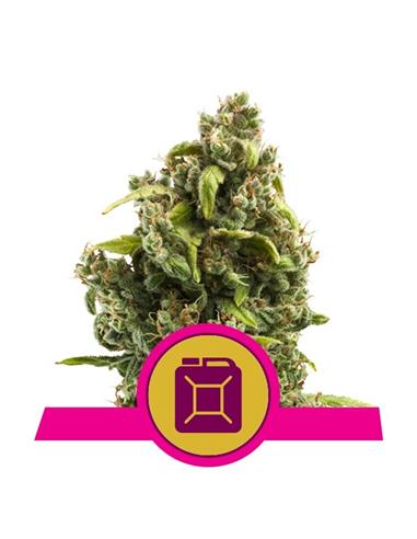 Sour Diesel X3 - Royal Queen Seeds