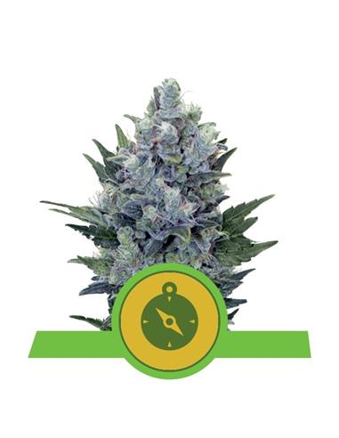 Auto Northern Light X10 - Royal Queen Seeds