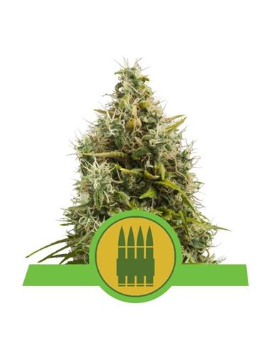 Auto Royal AK X10 - Royal Queen Seeds
