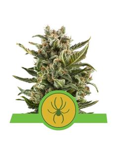 Auto White Widow X10 - Royal Queen Seeds