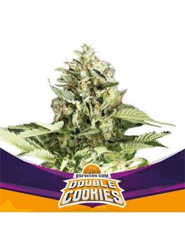 Star Player Double Cookies Auto X7 - BSF Seeds