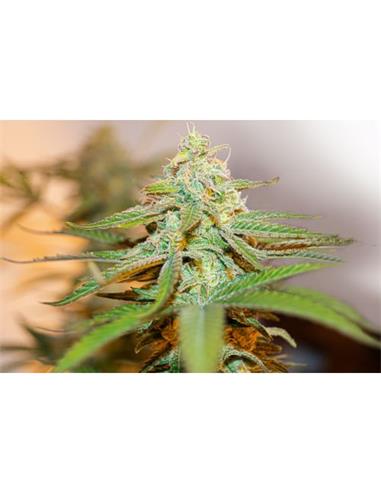 Lafanta CBD X12 - Light Buds