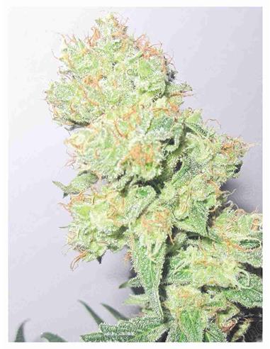 Y Griega X3 - Medical Seeds