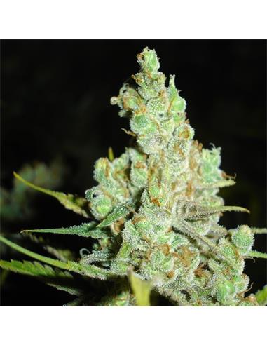 1024 X3 - Medical Seeds