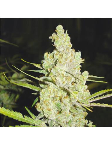 2046 X3 - Medical Seeds