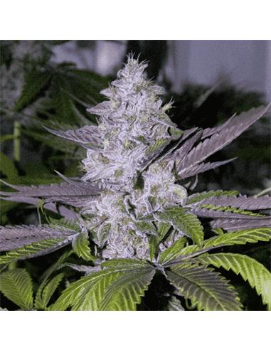 Mendoccino Purple Kush X3 - Medical Seeds