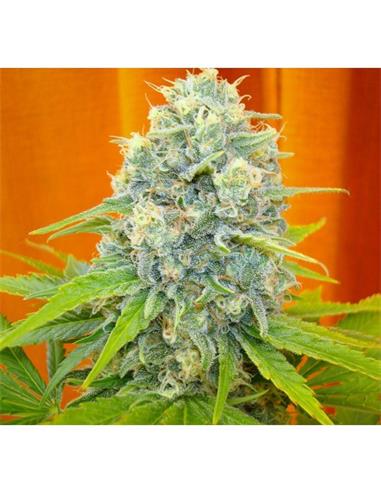 Channel + X3 - Medical Seeds