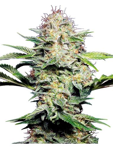 Sensi Skunk Auto X10 - Sensi Seeds