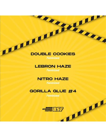 High Voltage Feminized Mix X16 - Bsf Seeds