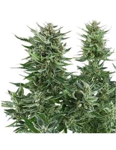 Auto Easy Bud X1 - Royal Queen Seeds