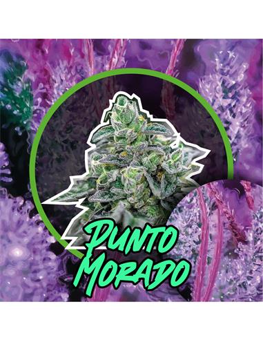 Punto Morado Auto - Delirium Seeds