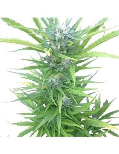 Auto Northern Light X1 - Royal Queen Seeds
