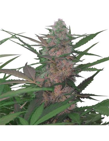 Auto Royal AK X1 - Royal Queen Seeds
