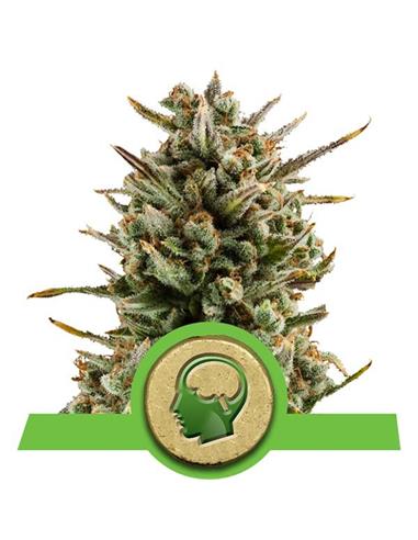 Auto Amnesia Haze X1 - Royal Queen Seeds