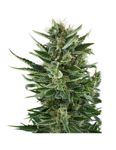 Auto Quick One X3 - Royal Queen Seeds