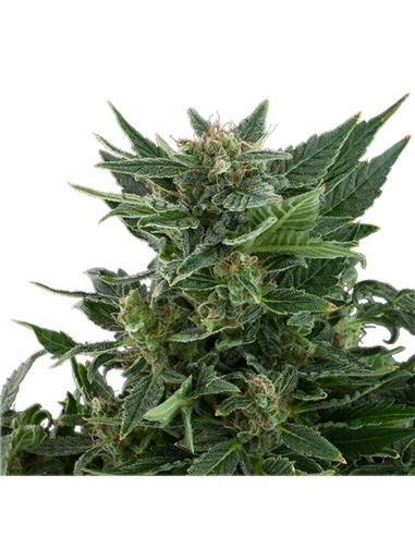 Auto Royal Kush X3 - Royal Queen Seeds