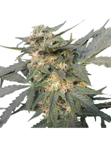 Auto Royal Haze X3 - Royal Queen Seeds