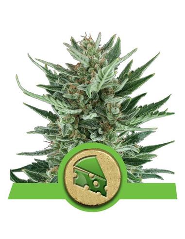 Auto Royal Cheese X3 - Royal Queen Seeds