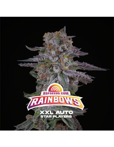 Rainbows XXL Auto - X7 - BSF