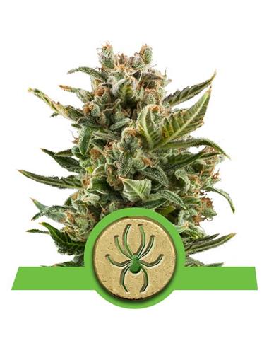 Auto White Widow X3 - Royal Queen Seeds