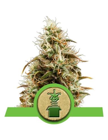 Auto Royal Jack X3 - Royal Queen Seeds