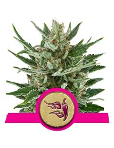 Speedy Chile Fast X1 - Royal Queen Seeds