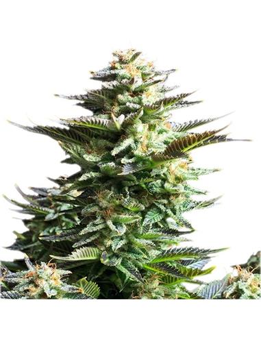 Amnesia Haze X3 - Royal Queen Seeds