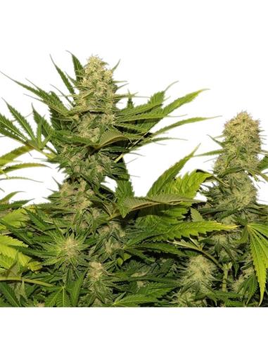 Skunk XL X3 - Royal Queen Seeds