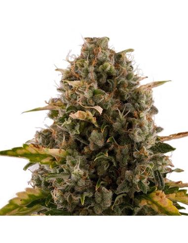 Royal Moby X3 - Royal Queen Seeds