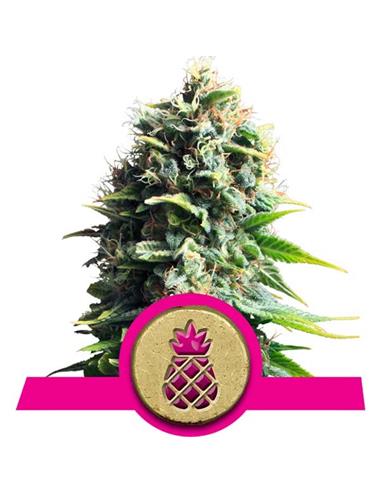 Pineapple Kush X3 - Royal Queen Seeds