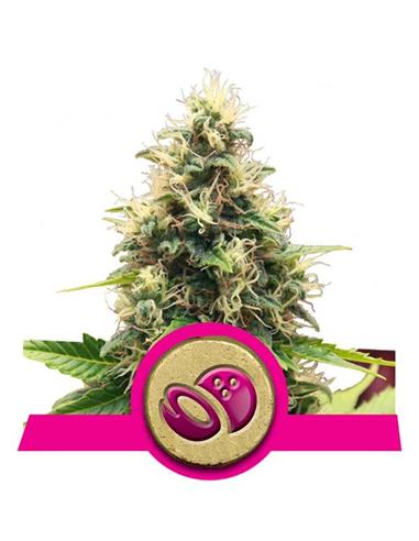 Somango XL X3 - Royal Queen Seeds