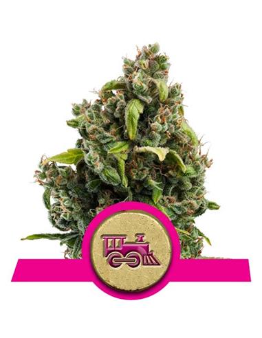 Candy Kush Express Fast X3 - Royal Queen Seeds