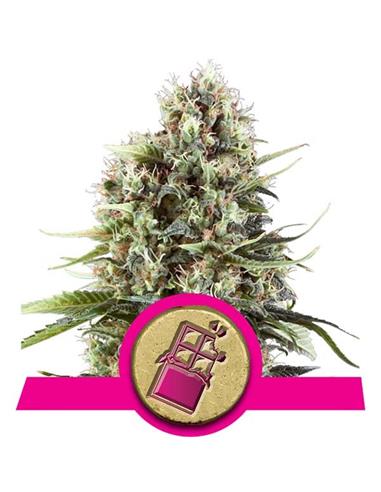 Chocolate Haze X3 - Royal Queen Seeds